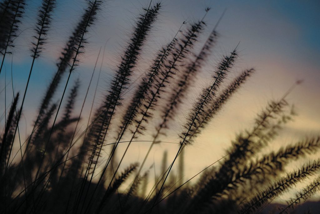 Peaceful philosophical sunset behind brush that is grounding